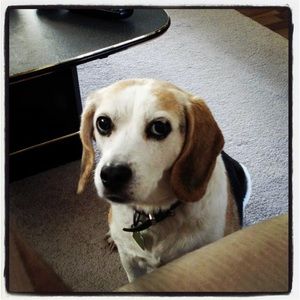 Meet your Posher, Audrey